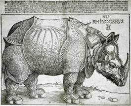 The Rhinoceros (TIFF)