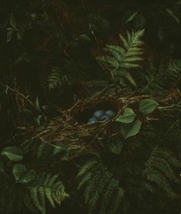 Bird's Nest and Ferns (JPEG)