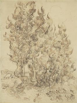 Cypresses (JPEG)