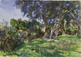 Olive Trees, Corfu (JPEG)